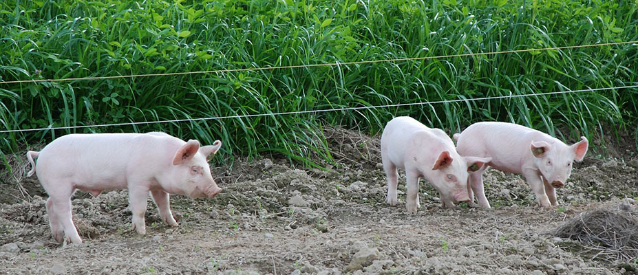 Piggery effluent - waste or valuable resource?