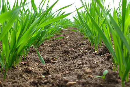 Soil CRC