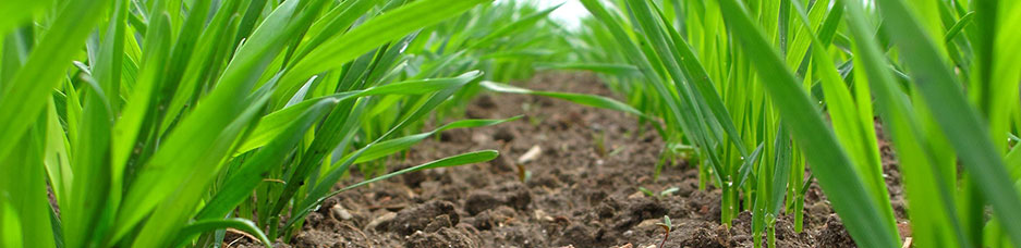 Soil Cooperative Research Centre