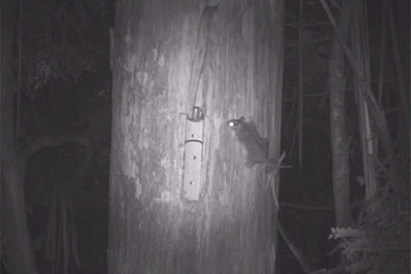 Night vision of Leadbeater's Possum