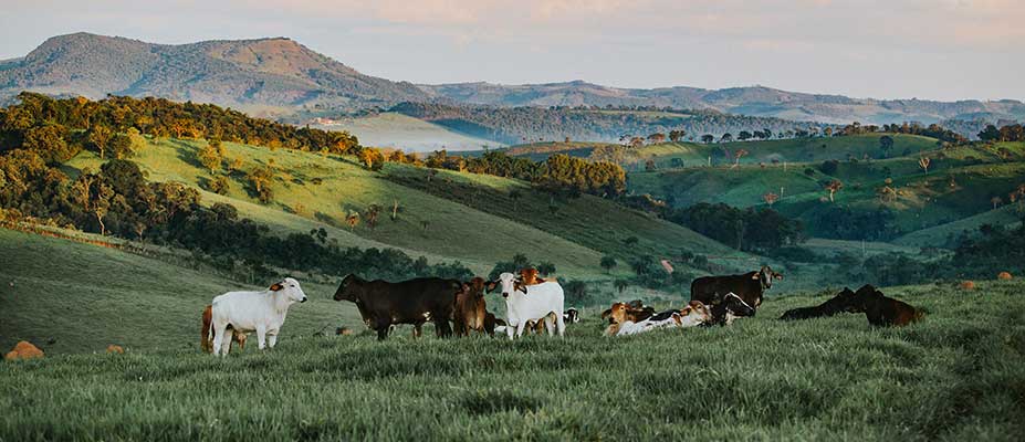 Rangelands Carbon