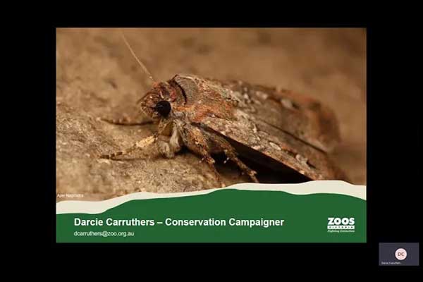 Tracking moths and lights off - involving community in conservation - Darcie Carruthers - Zoos Vic