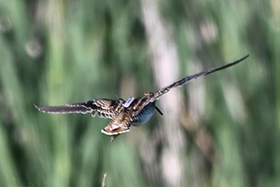Photo taken by David Cunningham, Canberra.