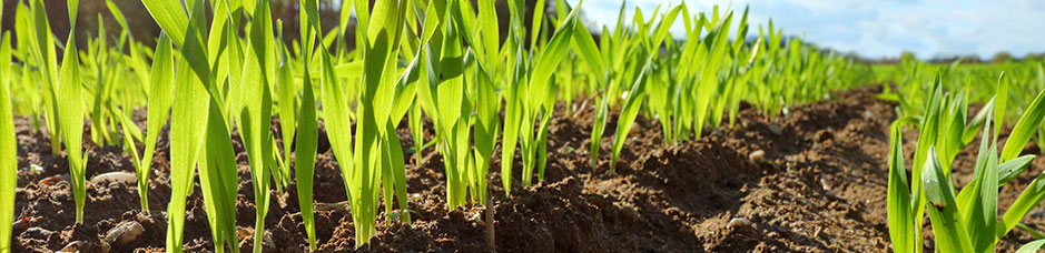 Soil Cooperative Research Centre