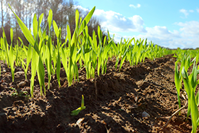 Major Investment in Soil projects and CeRDI researchers