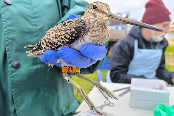 Latham’s Snipe BM after processing