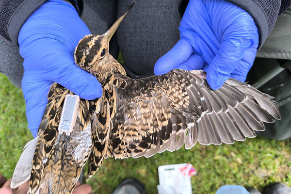 A Latham’s Snipe fitted with a Bluetooth Nano GPS device